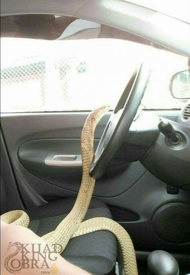 14690924_1264531513568233_3692152336895386784_n